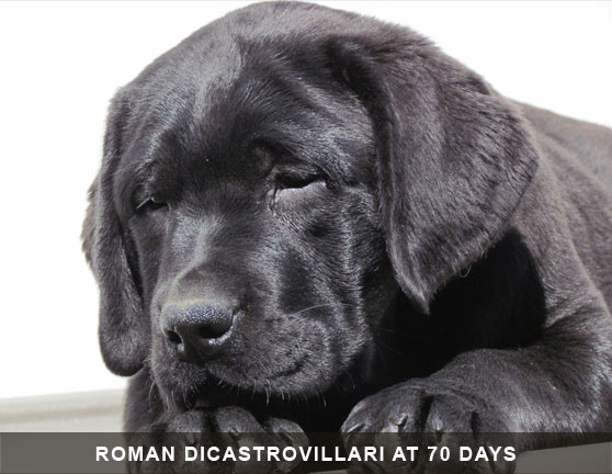 Roman